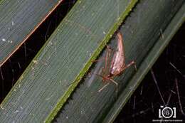 Image of Rhomphaea projiciens O. Pickard-Cambridge 1896