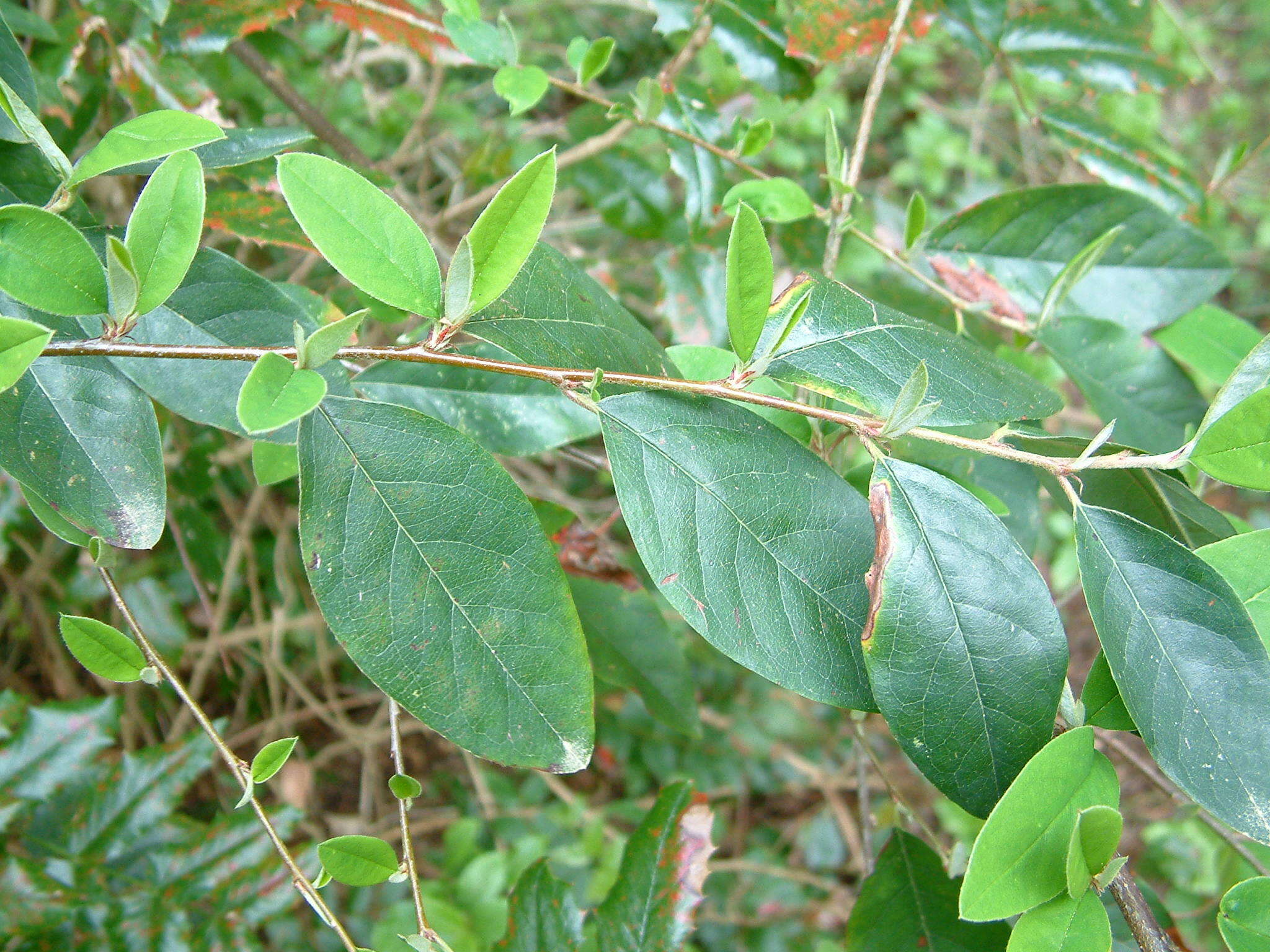 Image of Cotoneaster gamblei Klotz