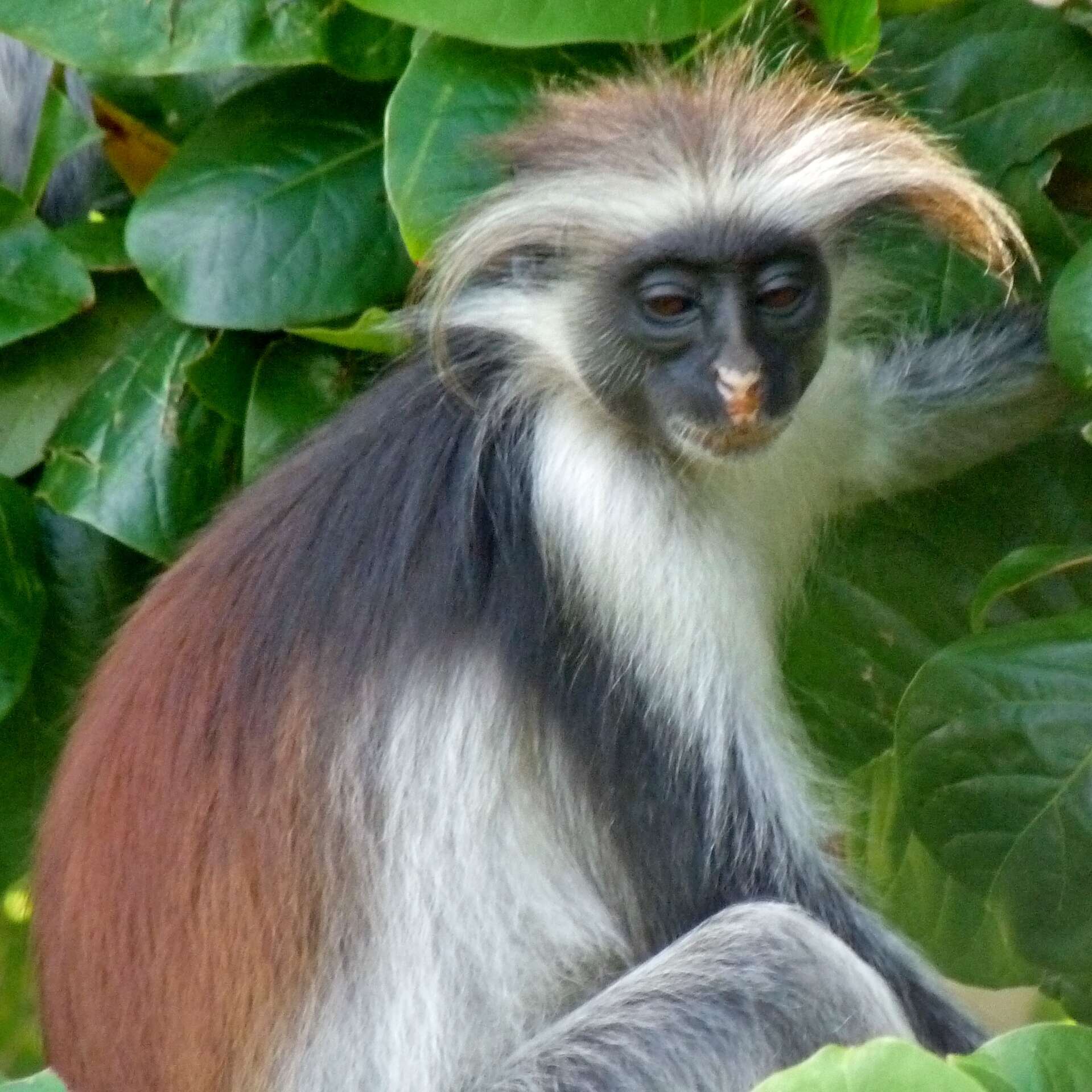 Plancia ëd Piliocolobus kirkii (Gray 1868)