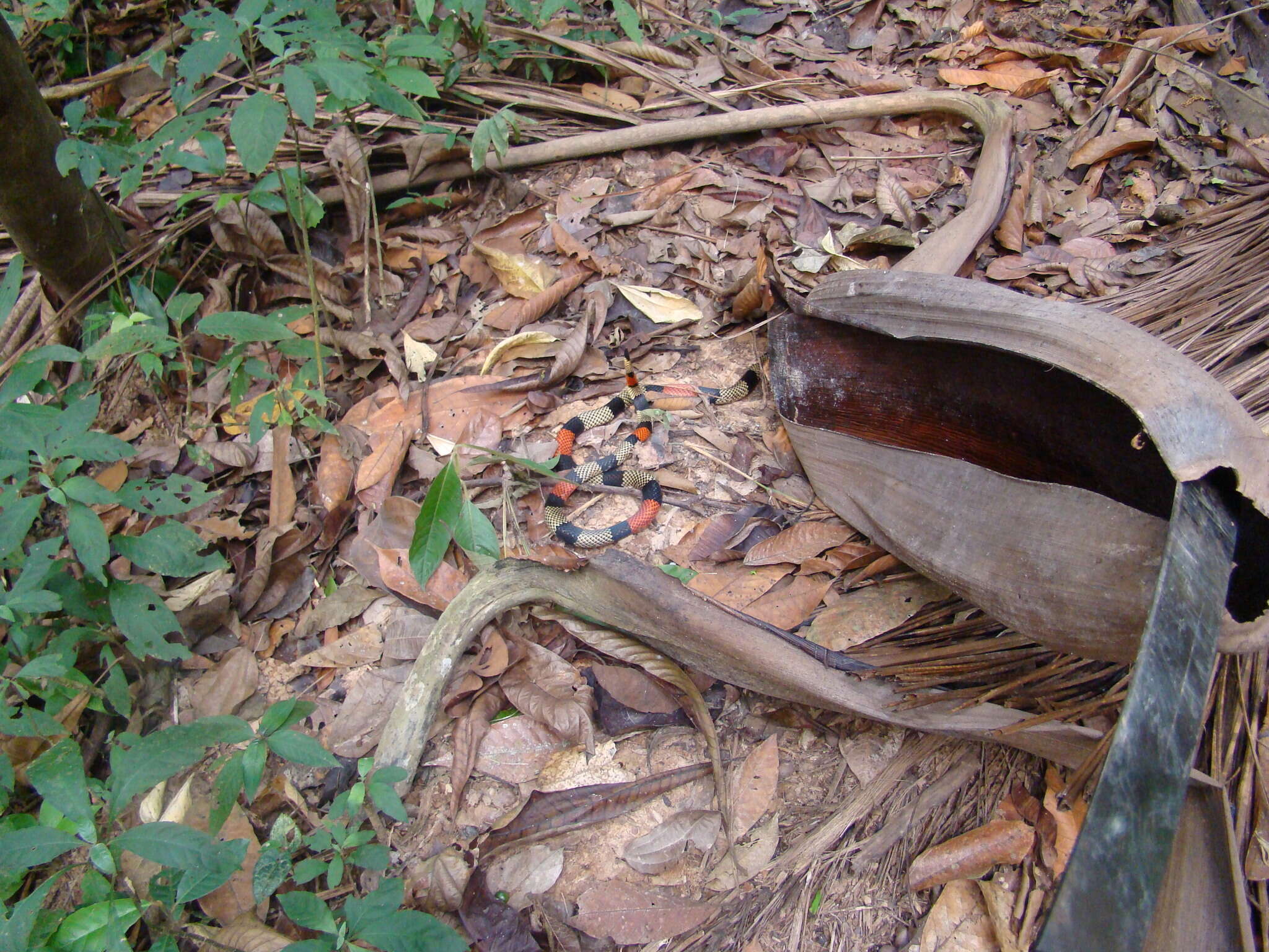 صورة Micrurus obscurus (Jan ex Jan & Sordelli 1872)