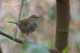 Image of Ruddy-capped Nightingale-Thrush