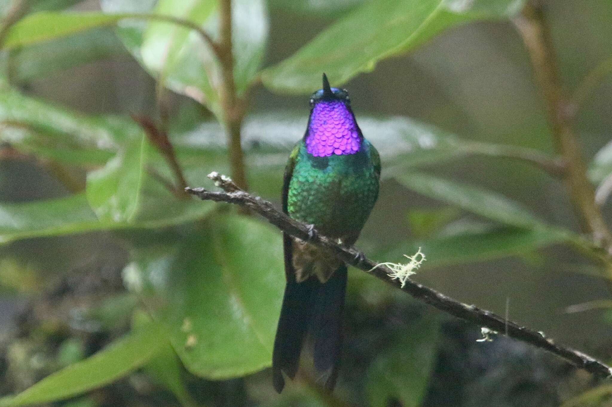 Image of Purple-throated Sunangel