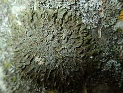 Image of melanelia lichen