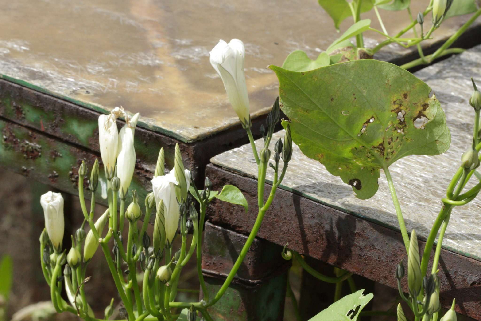 Image of Ololiuqui or Mexican Morning Glory