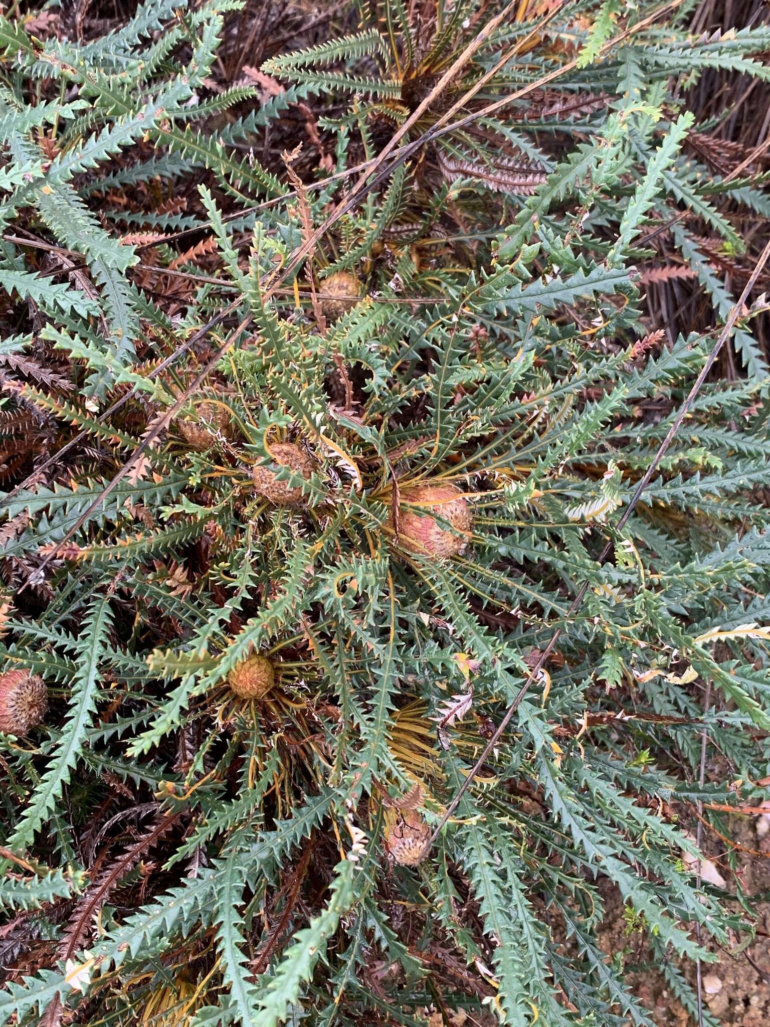 Image of Banksia dallanneyi A. R. Mast & K. R. Thiele