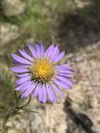 Image of southern prairie aster