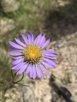 Image de Eurybia hemispherica (Alexander) G. L. Nesom