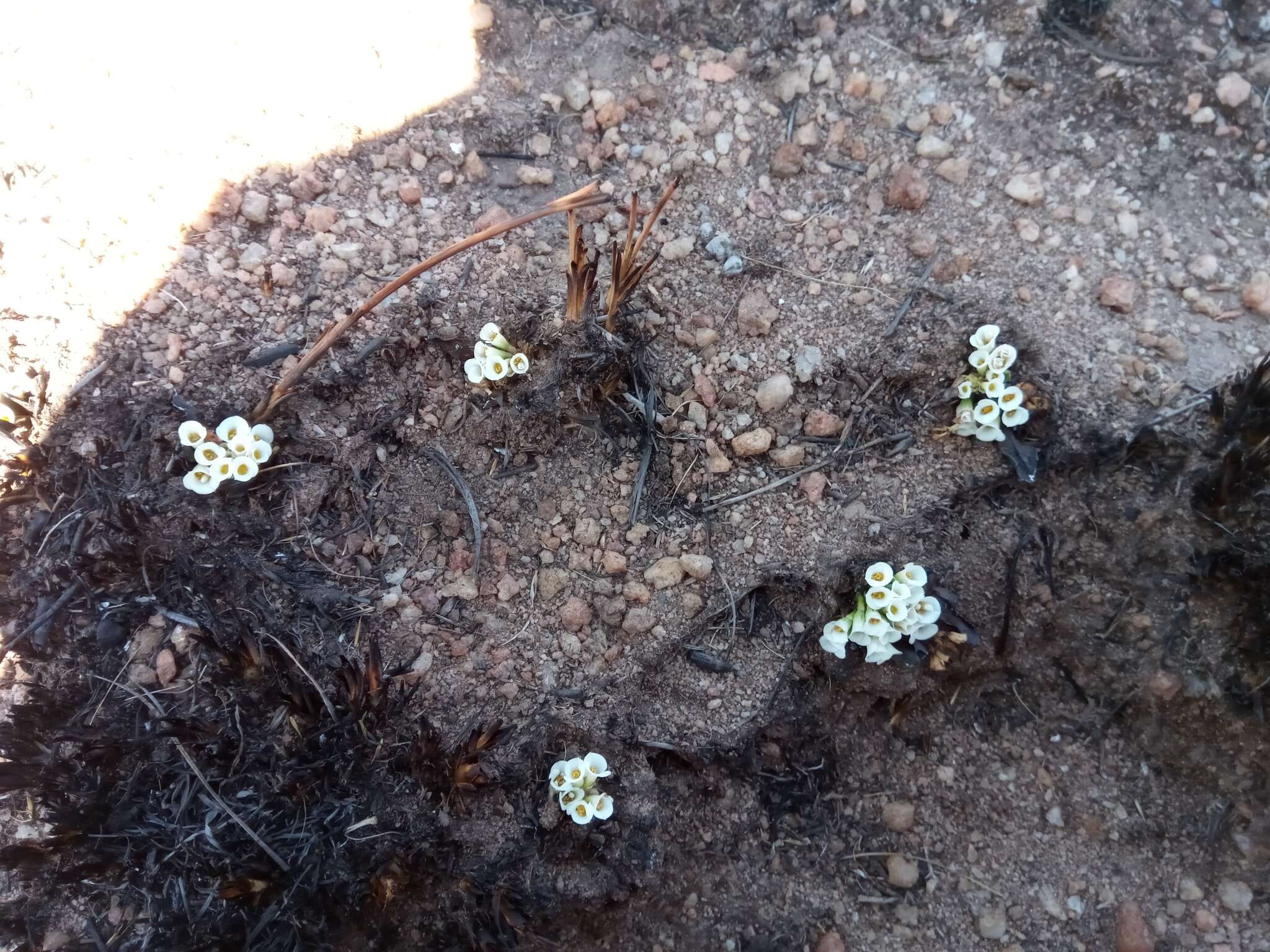 Imagem de Euphorbia itremensis Kimnach & Lavranos