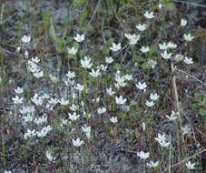 Image de Sabulina californica (A. Gray) Dillenb. & Kadereit