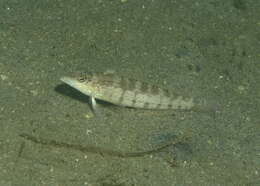 Image of Nosestripe grubfish