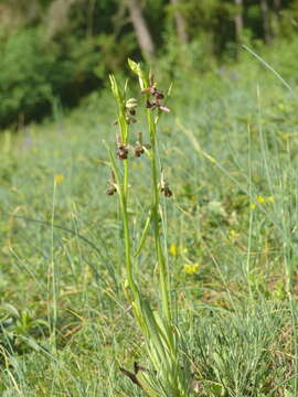 Image of Ophrys pietzschii Kümpel ex Rumsey & H. J. Crouch