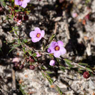 Image of Euryomyrtus ramosissima subsp. ramosissima