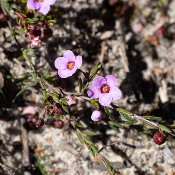 Image of Euryomyrtus ramosissima subsp. ramosissima