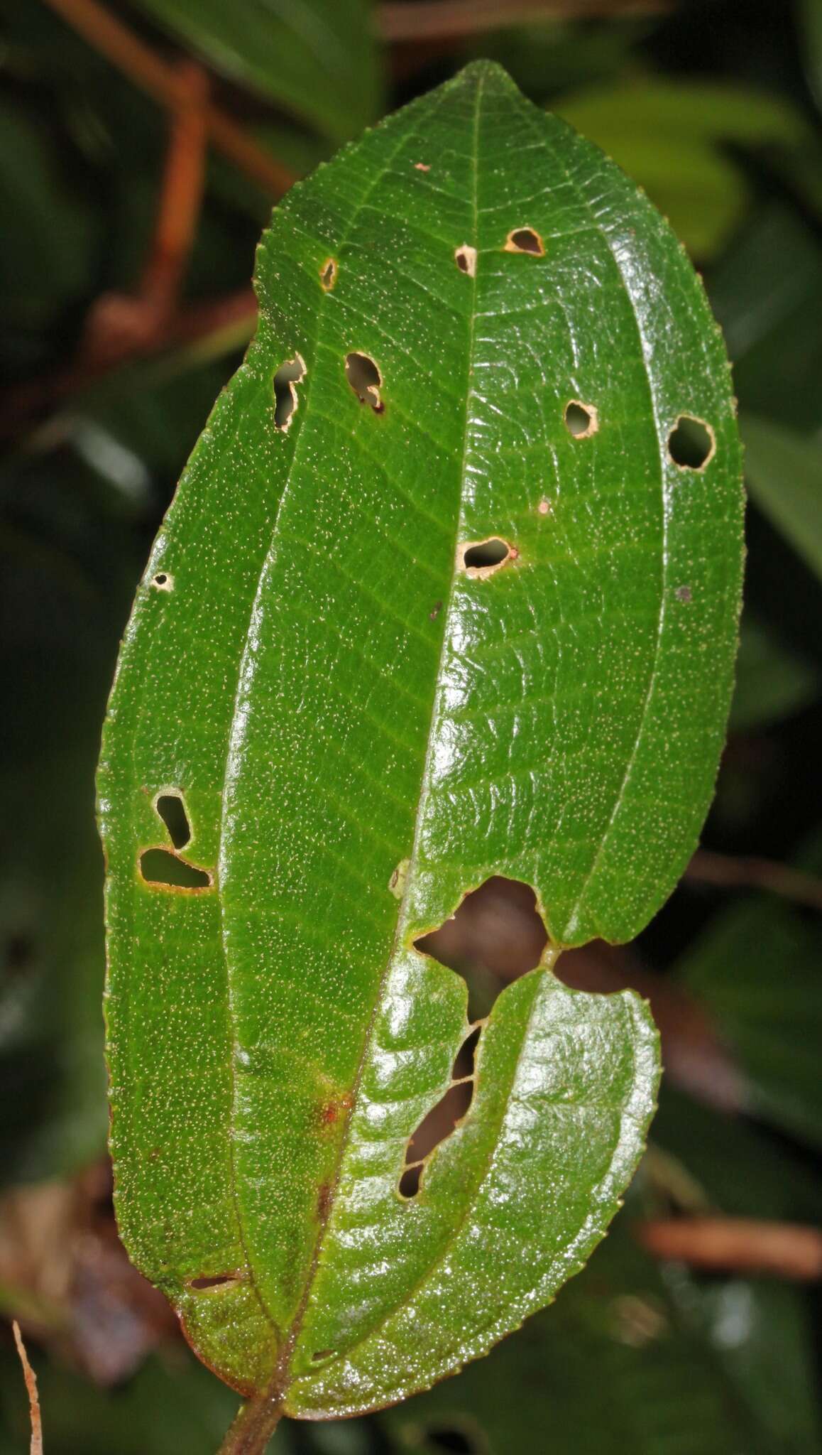 Image of Miconia tonduzii Cogn.