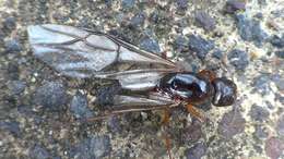 Image of Camponotus nylanderi Emery 1921