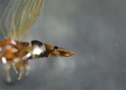 Image of Tristania psyllid