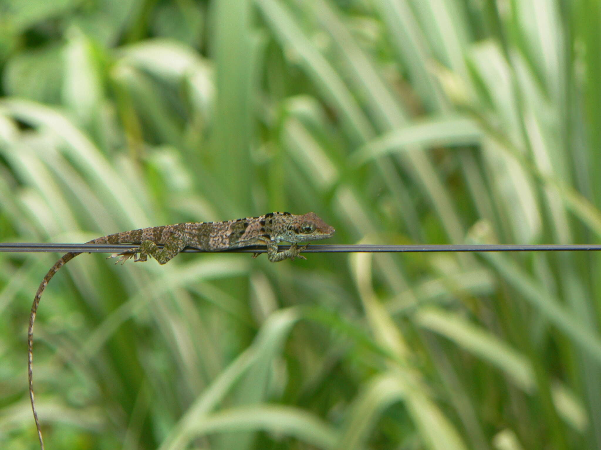 Imagem de Anolis fraseri Günther 1859