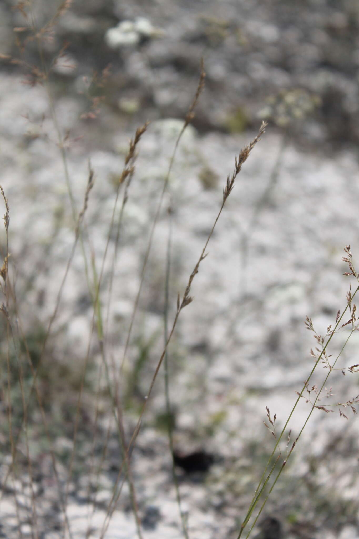 Plancia ëd Festuca cretacea T. I. Popov ex Proskor.