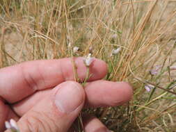 Image of shrubby milkwort