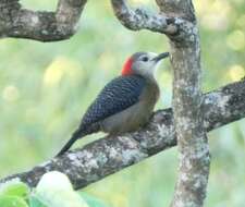 Image of Jamaican Woodpecker