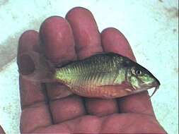 Imagem de Corydoras splendens (Castelnau 1855)