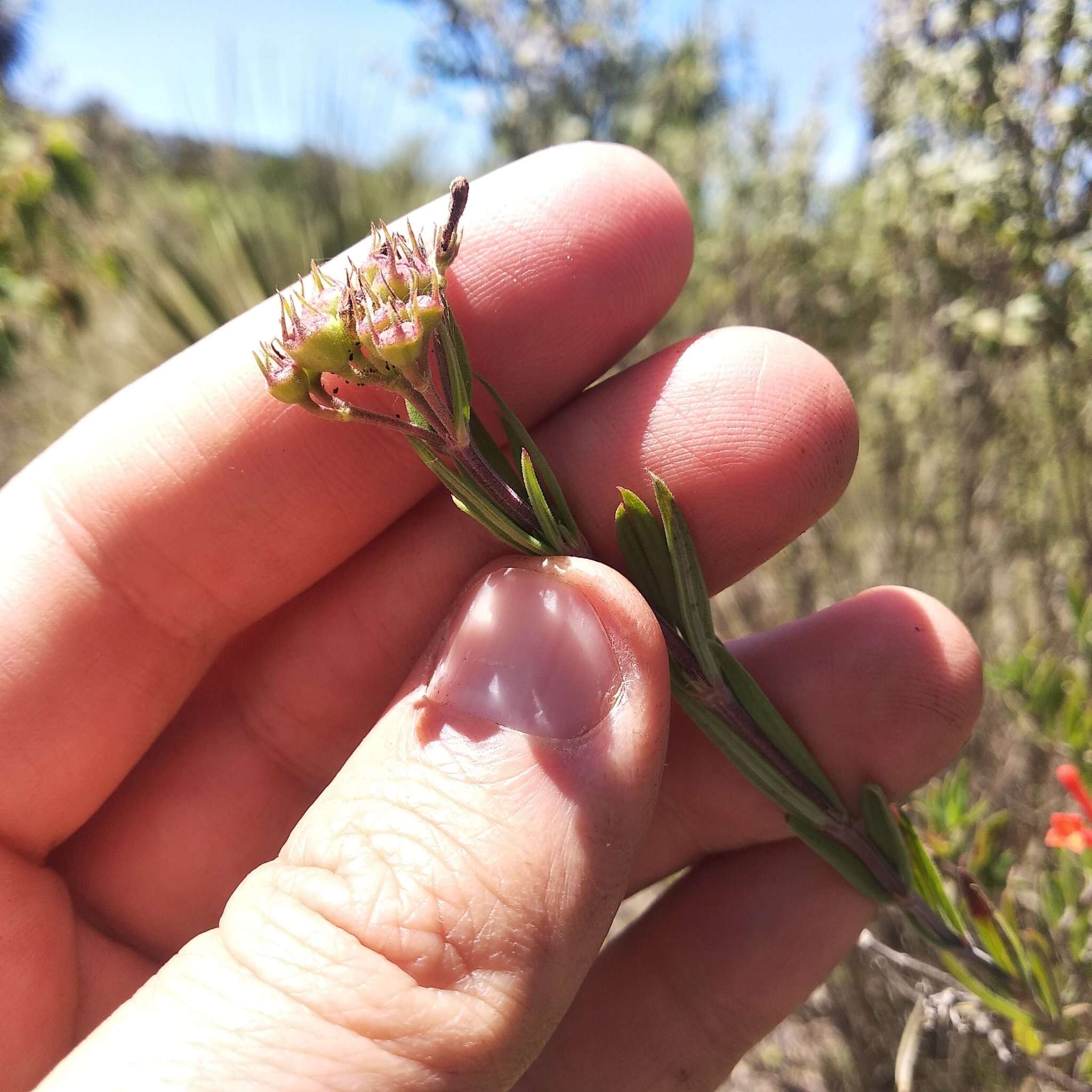 Imagem de Bouvardia tenuifolia Standl.