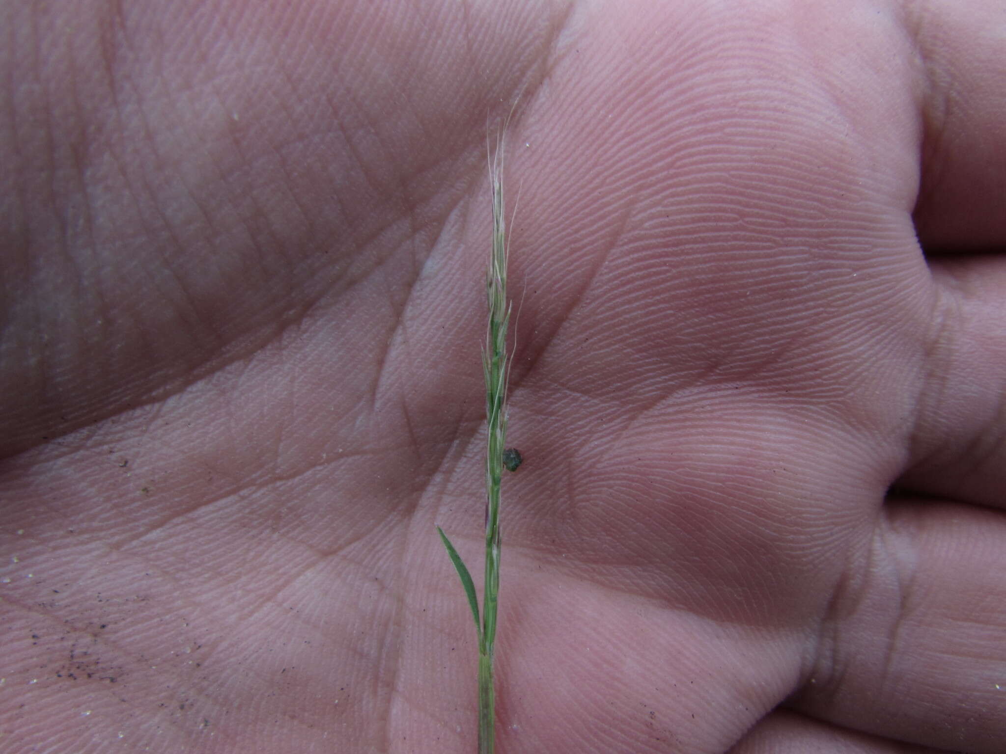 Image of sixweeks muhly