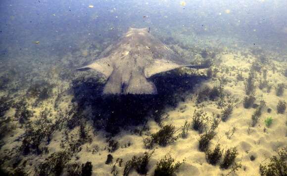 Image of Australian Eagle Ray