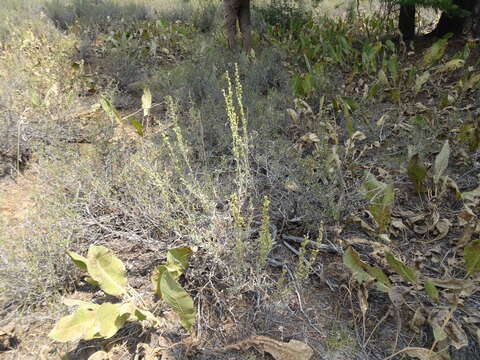 Image of big sagebrush