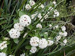 Image of long-leaved pimelea