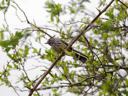 Image of Yellow-billed Tit-Tyrant