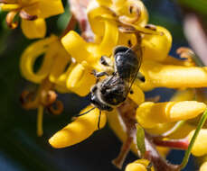 Leioproctus incanescens (Cockerell 1913) resmi