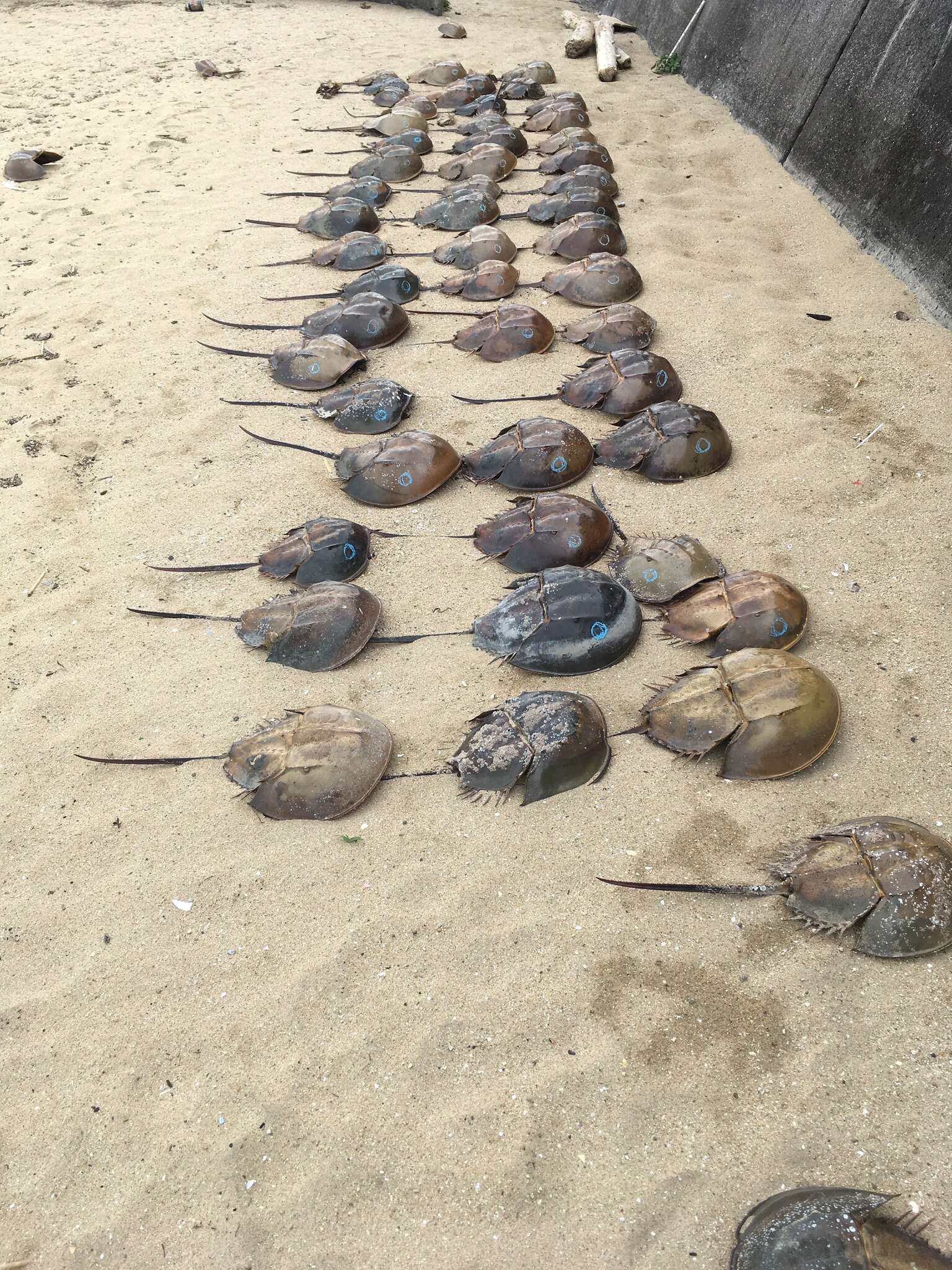 Image of Horseshoe Crab