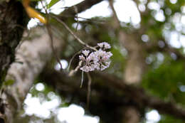 Image of Dendrobium linguella Rchb. fil.