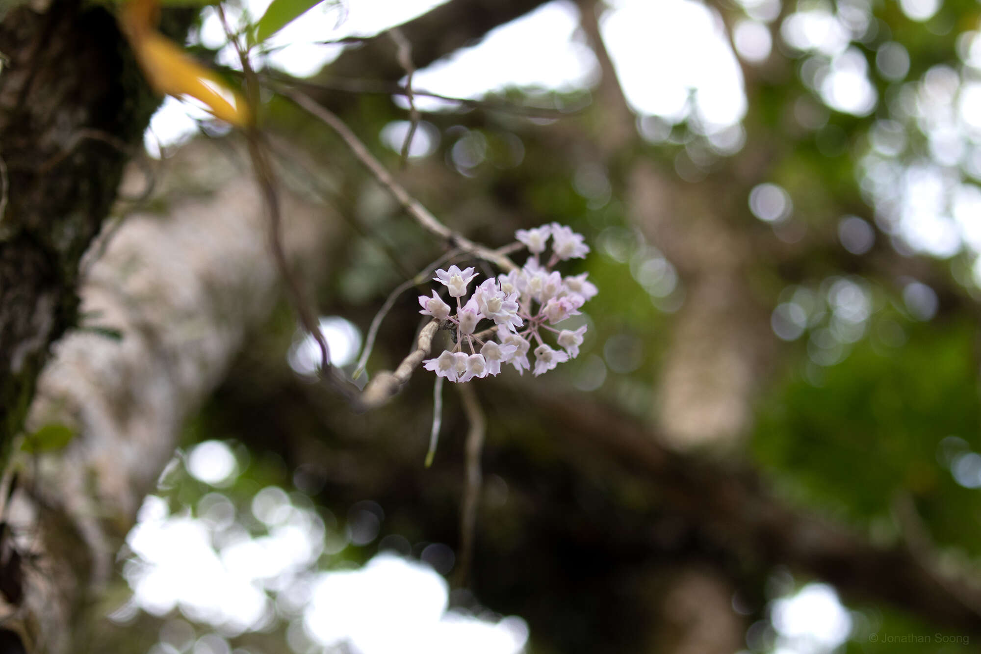 Image of Dendrobium linguella Rchb. fil.