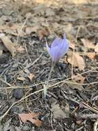 Crocus damascenus Herb. resmi