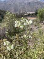 Image of Loasa prostrata Gill. ex Arn.