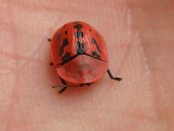 Image of Fleabane tortoise beetle