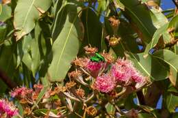 Image de Ischiopsopha wallacei (Thomson 1857)