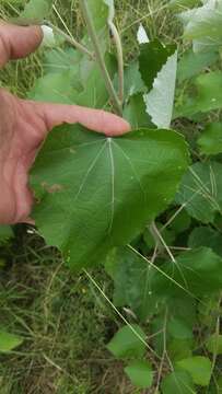 Image of Chinese white poplar