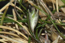 Image of Rytidosperma maculatum (Zotov) Connor & Edgar