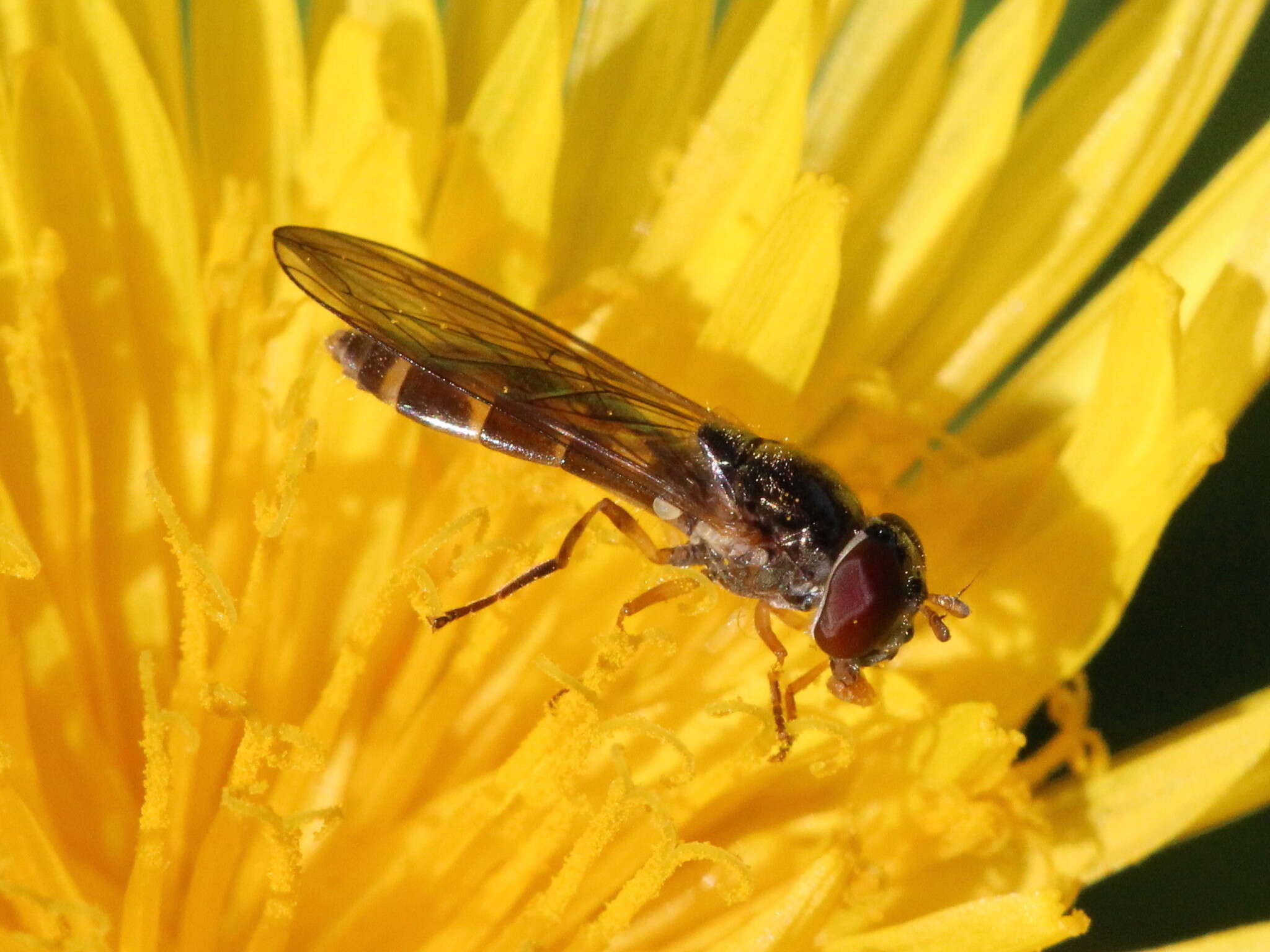 Image of Melanostoma scalare (Fabricius 1794)