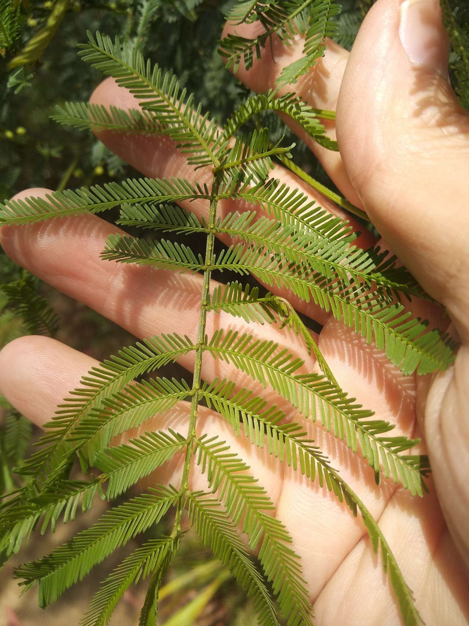 Acacia parramattensis Tindale的圖片