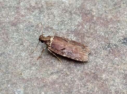 Image of Agonopterix lythrella Walsingham 1889