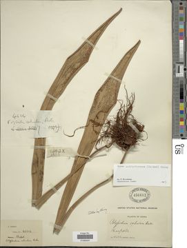 Image of <i>Pyrrosia subfurfuracea</i> (Hook.) Ching