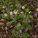 Imagem de Wulfenia orientalis Boiss.