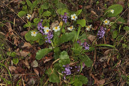 Слика од Wulfenia orientalis Boiss.