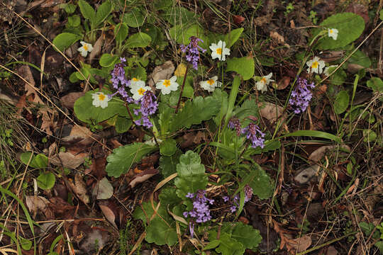 Wulfenia orientalis Boiss.的圖片