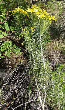 Image of Euryops rehmannii Compton