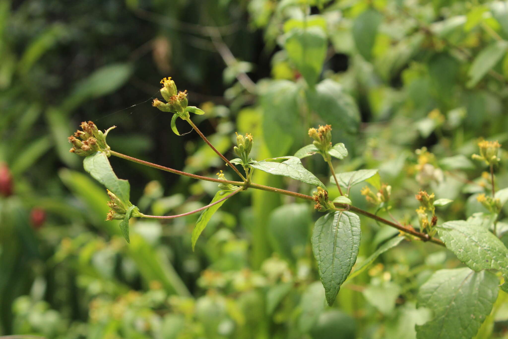 Imagem de Calea solidaginea subsp. deltophylla (Cowan) Pruski